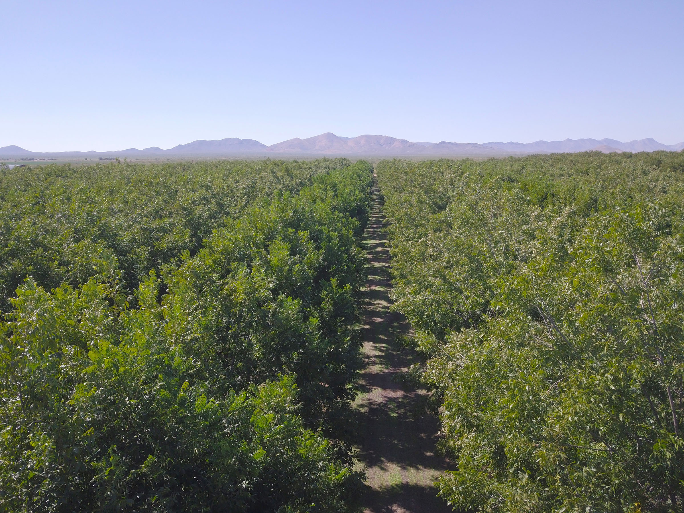 Basila Pecan Farm